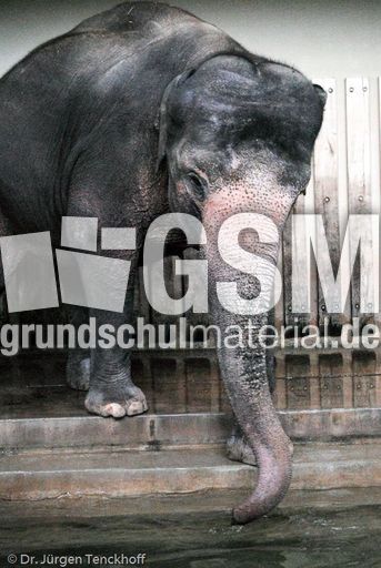 Asiatischer Elefant (18 von 21).jpg